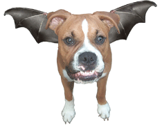 Bat Terrier
